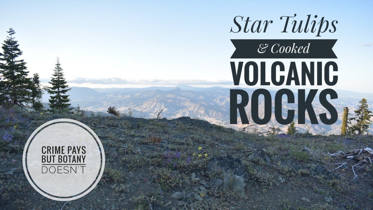 Rare Star Tulips & Cooked Volcanic Rocks