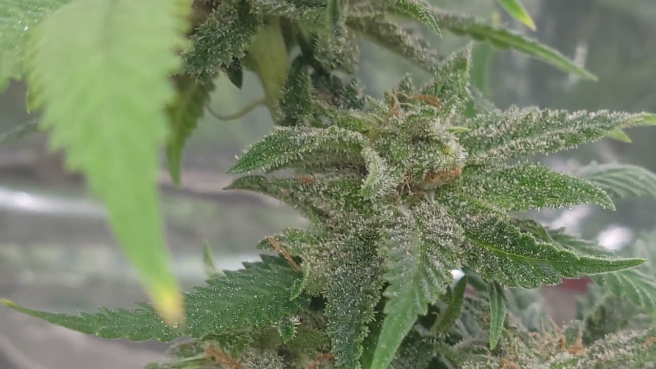 G-13/Hash Plant