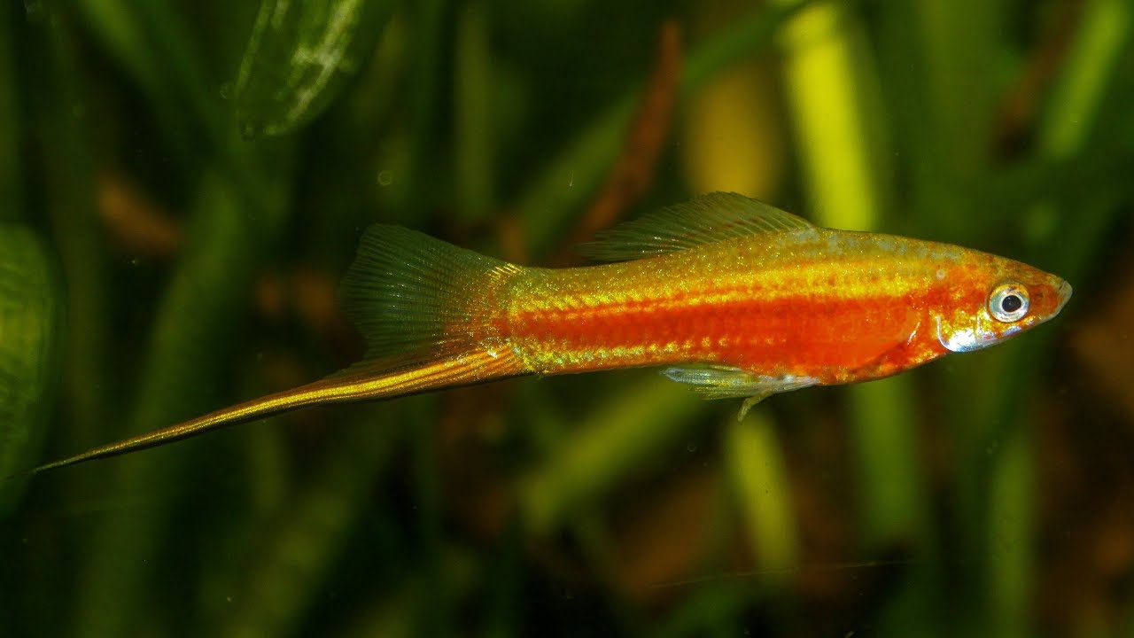 Xiphophorus hellerii 