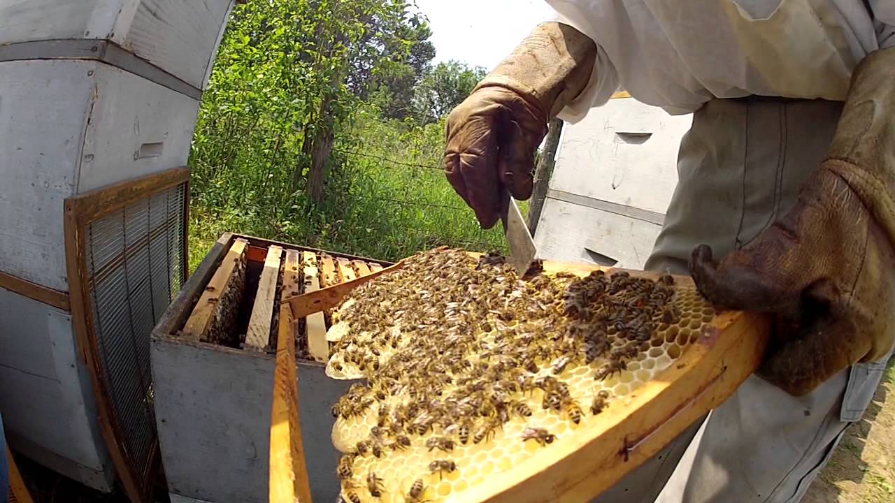 pcelarenje hasan alajbegovic svilaj maj2015