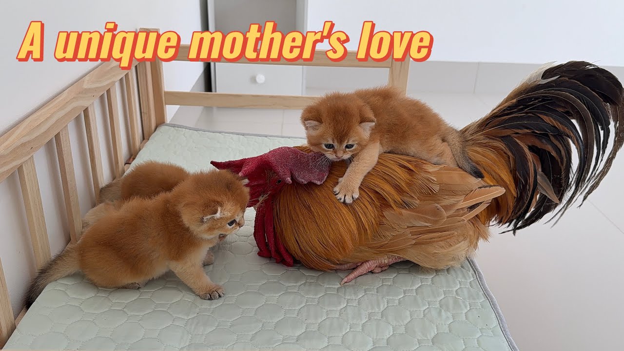 So funny!How did the rooster react when he saw the kittens for the first time in the morning?So cute