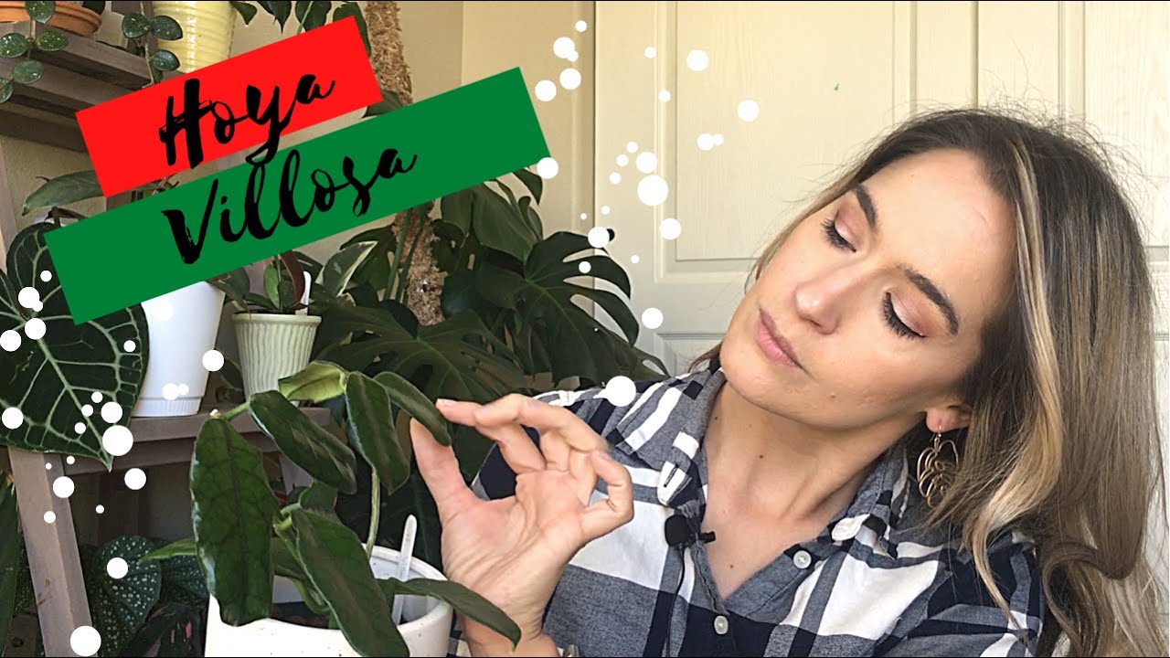 Hoya Villosa | Happy Hoya-days: Day 4 | Vlogmas 2020