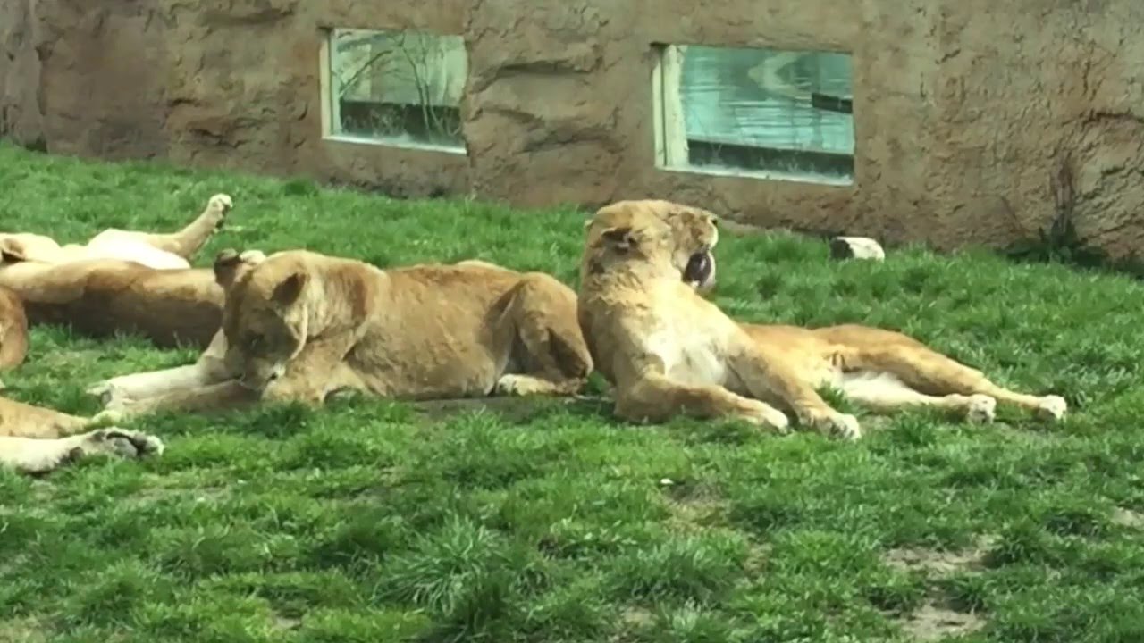 Flamingo Land Zoo Lions