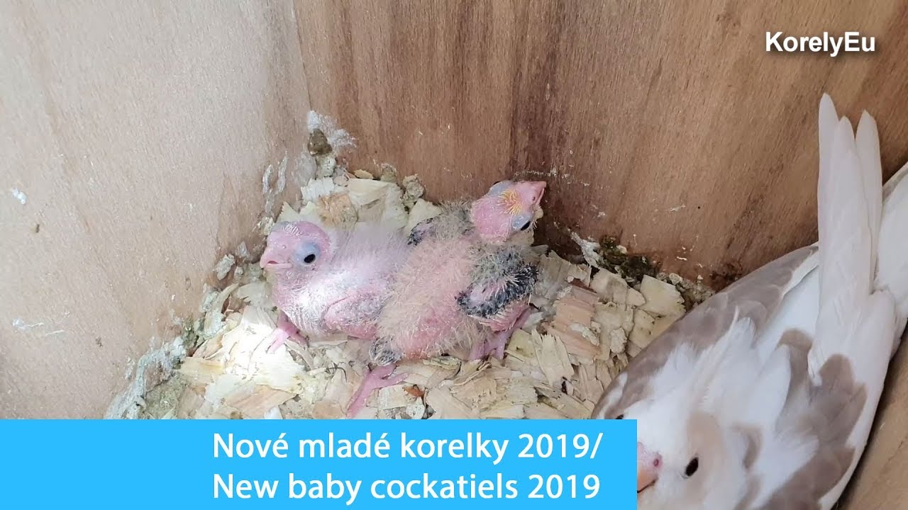 Nov&eacute; mal&eacute; korelky / New baby cockatiels 2019 │KorelyEu