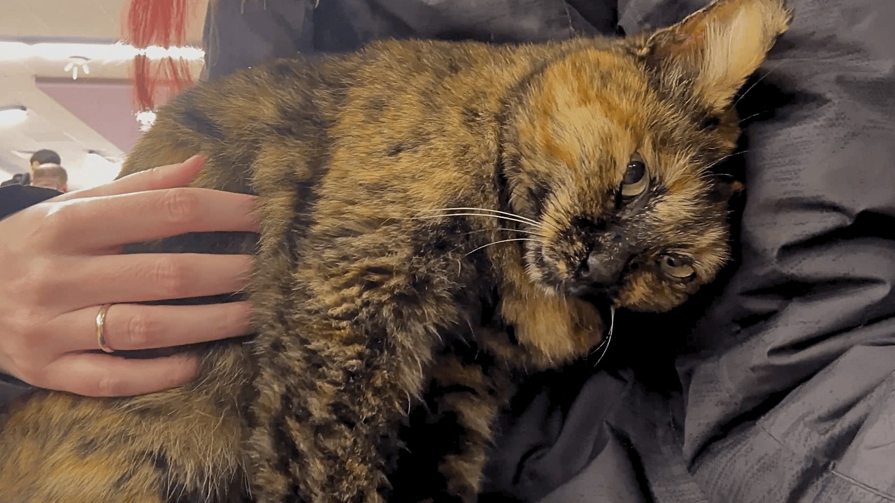 i couldn’t continue shopping because of this cat