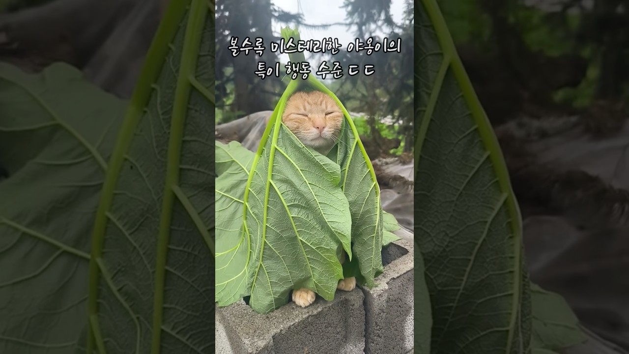 볼수록 미스테리한 야옹이의 특이행동 수준 ㄷㄷ