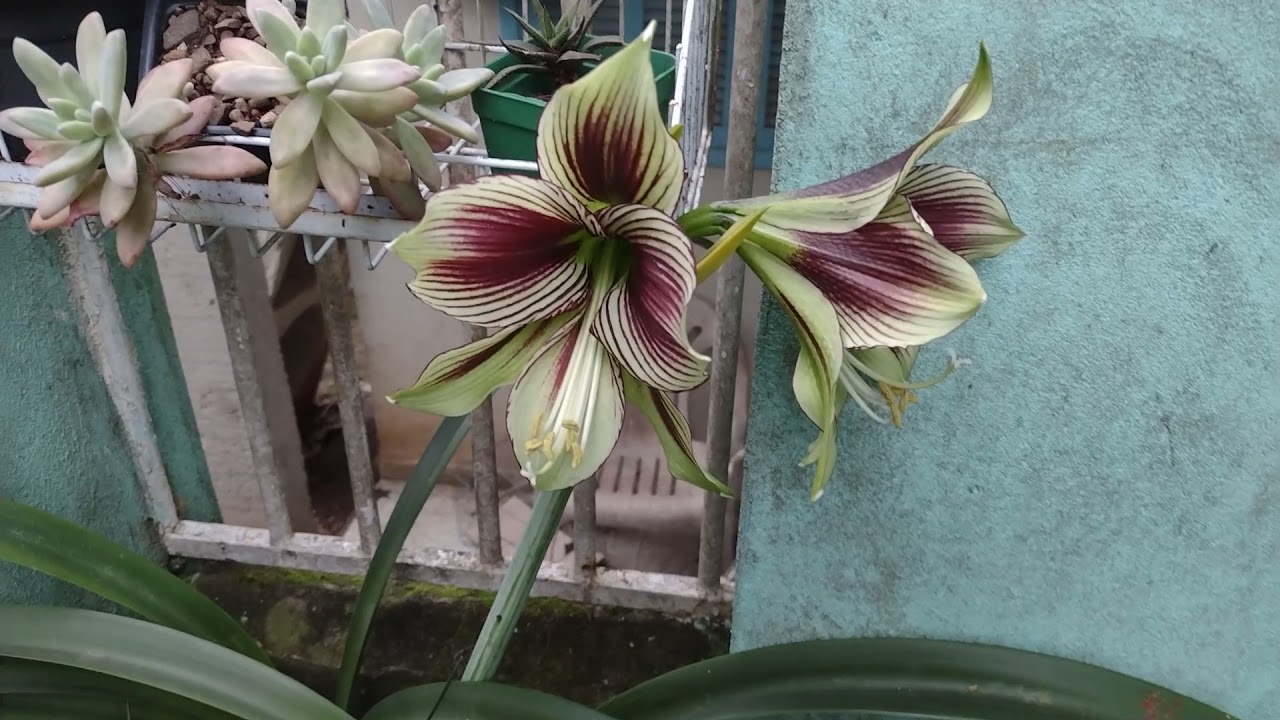 Hippeastrum papilio