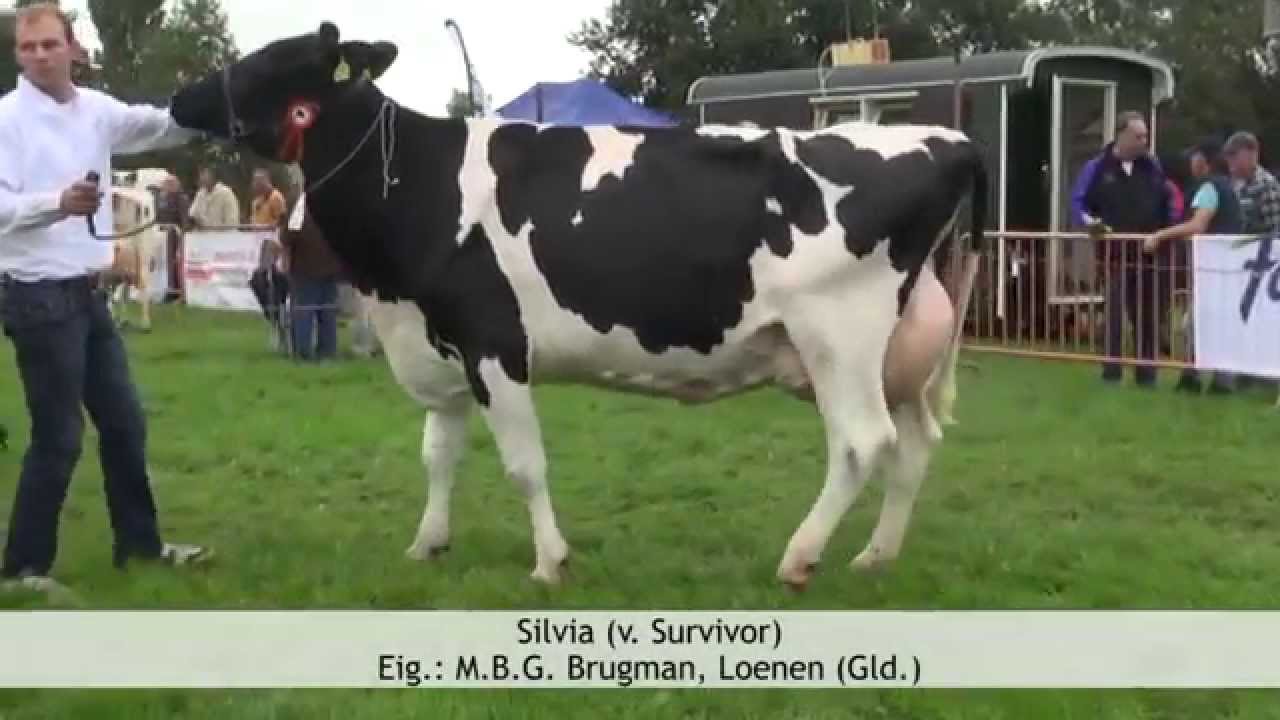 Fokveedag Apeldoorn