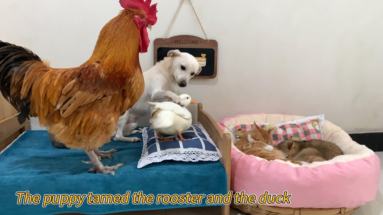 So funny! The puppy tamed the angry rooster and duck, and the cat is so happy about it! So cute!