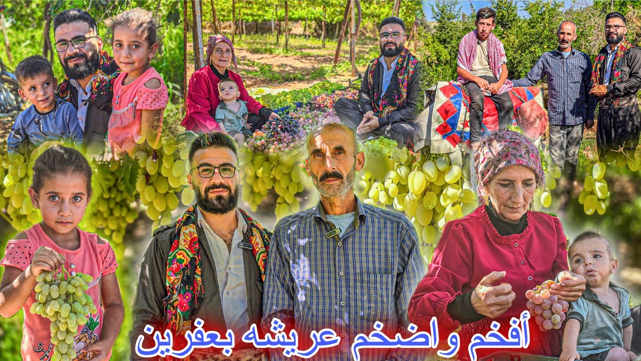 اكتشاف أكبر عريشه عنب بعفرين أنواع والوان وأسعار  وأسرار مذهلة!؟😱