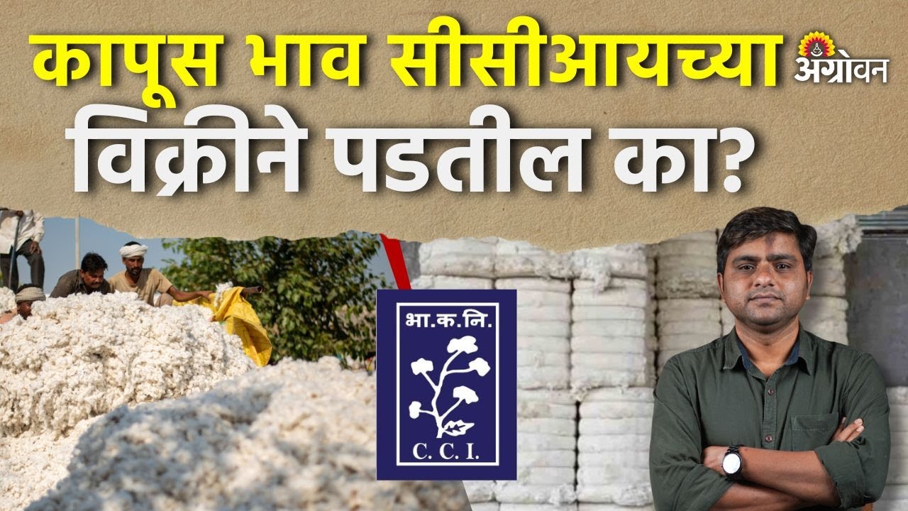Cotton Rate: सीसीआयची विक्री सुरु; कापसाची ८२ लाख गाठी केली खरेदी | Agrowon