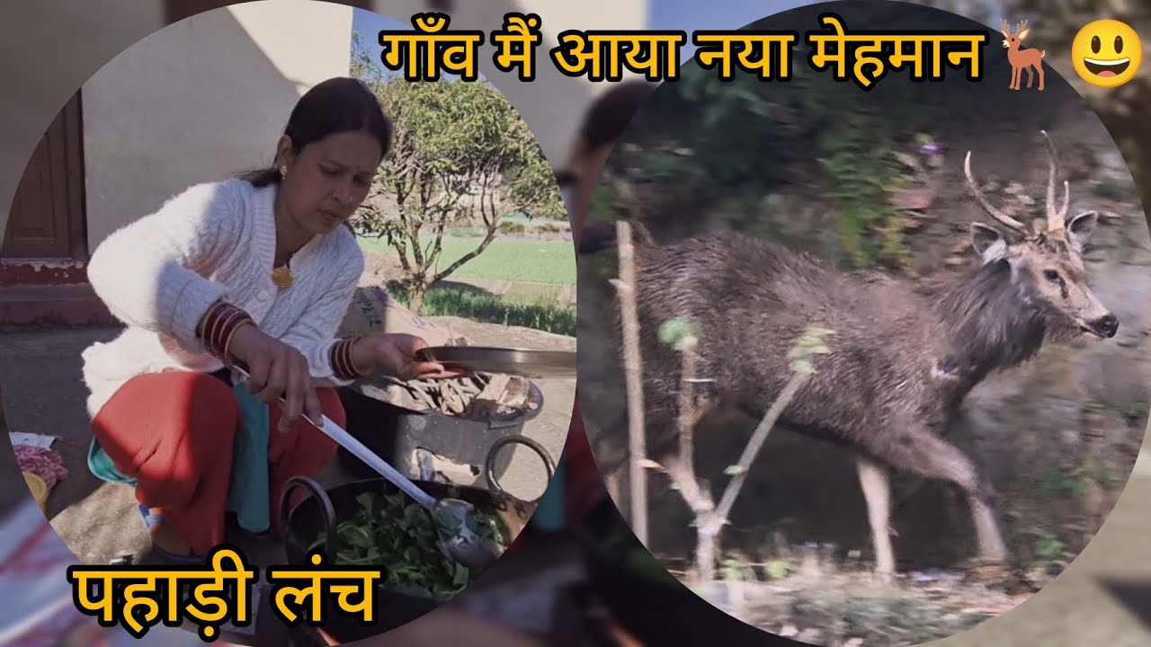 गाँव में आया नया मेहमान - सब हैरान!😱 आज बनाया पहाड़ी special  lanch😋