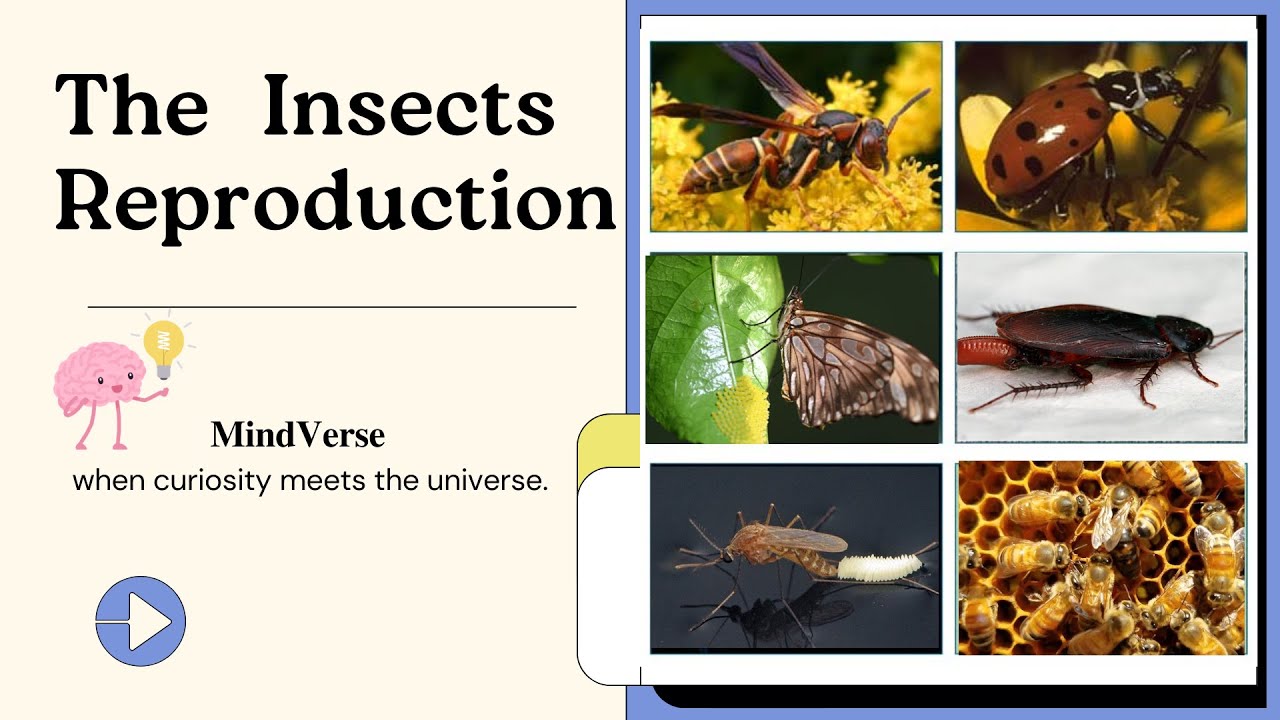 Insects Reproduction