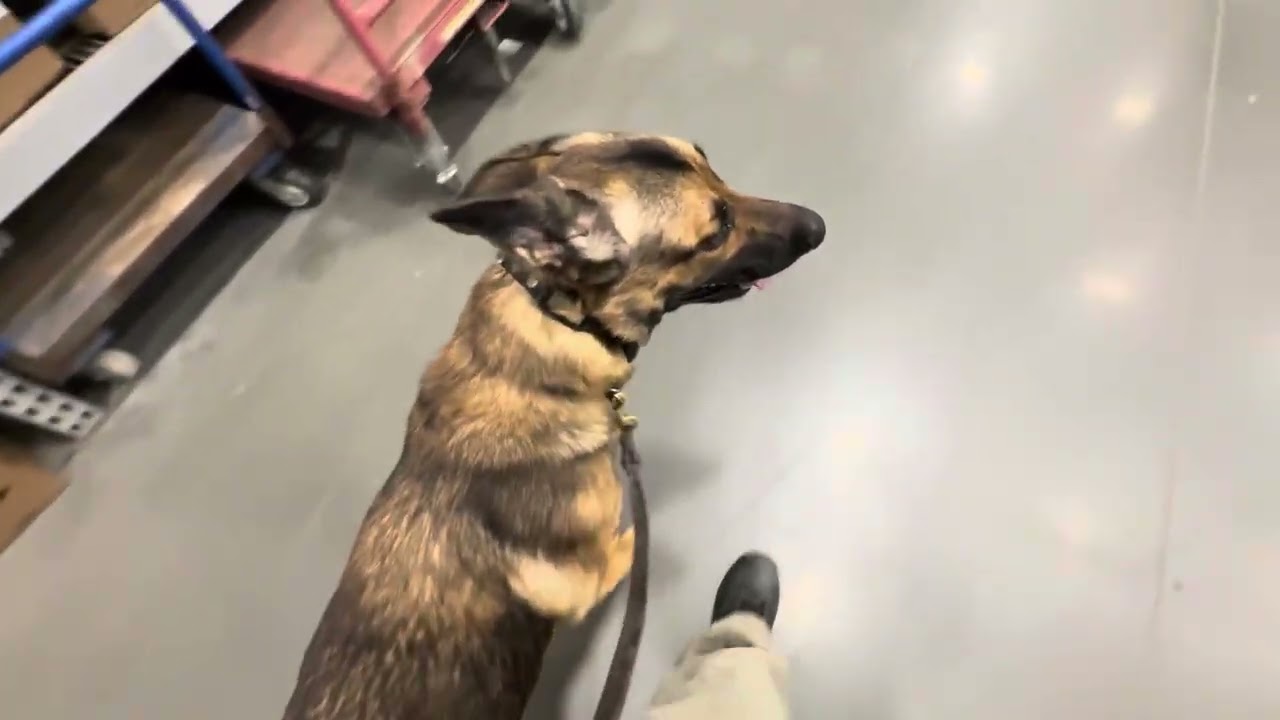 Adams Week 2 Executive Level Obedience 