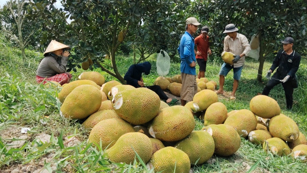 Thu hoạch mít ruột đỏ quê tôi hậu Giang trúng mùa được giá, quá bất ngờ 