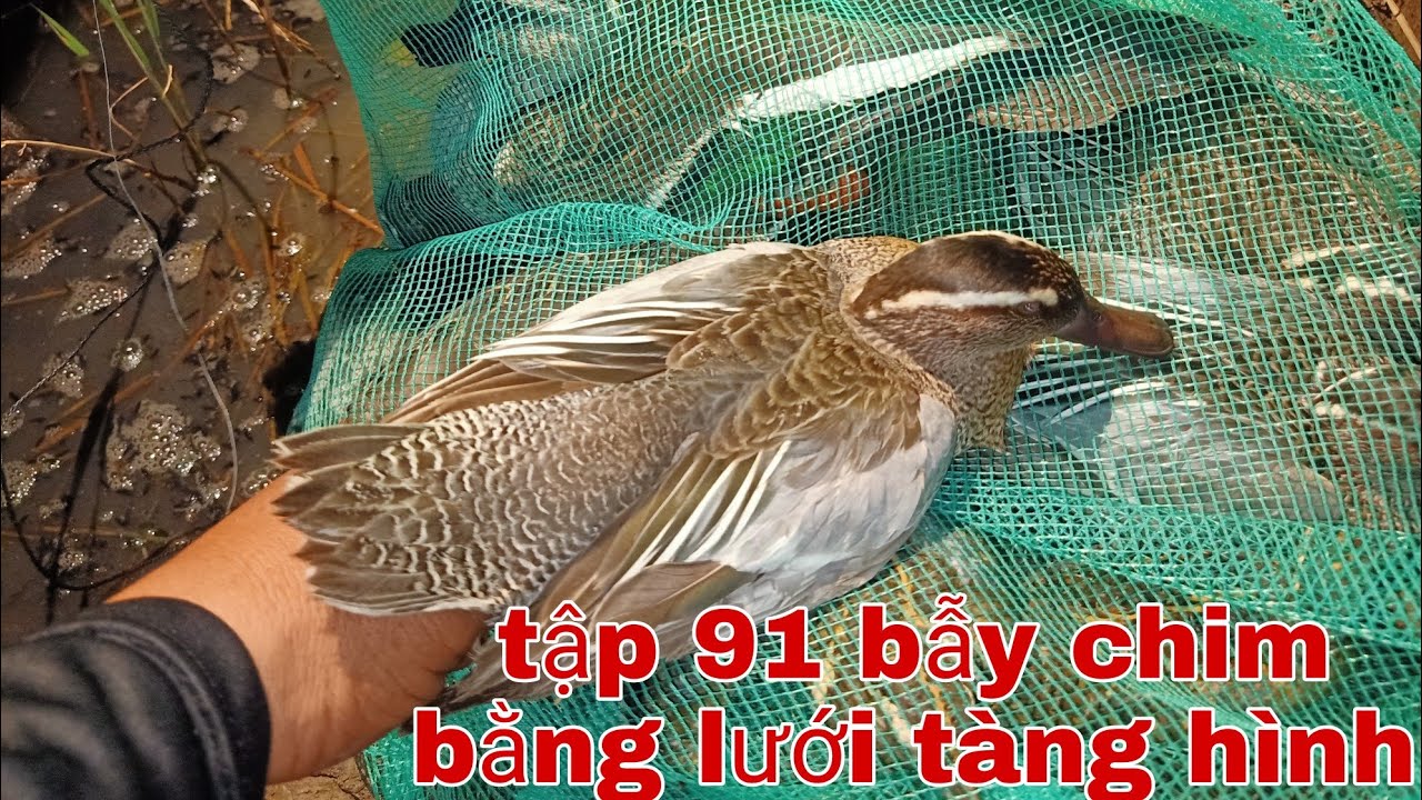 tập 91 bẫy chim bằng lưới tàng hình dính bồng bồng vịt trời khá thú vị