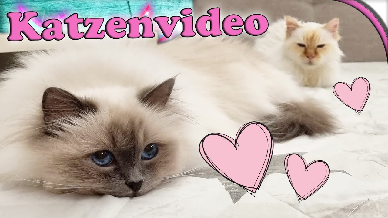 KATZENVIDEO  🐱 Das ist gerade los 💕