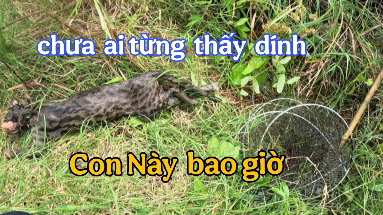  Chắc  Chưa  Ai  Dính  Con  Này  Bao  Giờ  Lần  Đầu  Tiên  Thông  Được  Nhìn  Thấy 