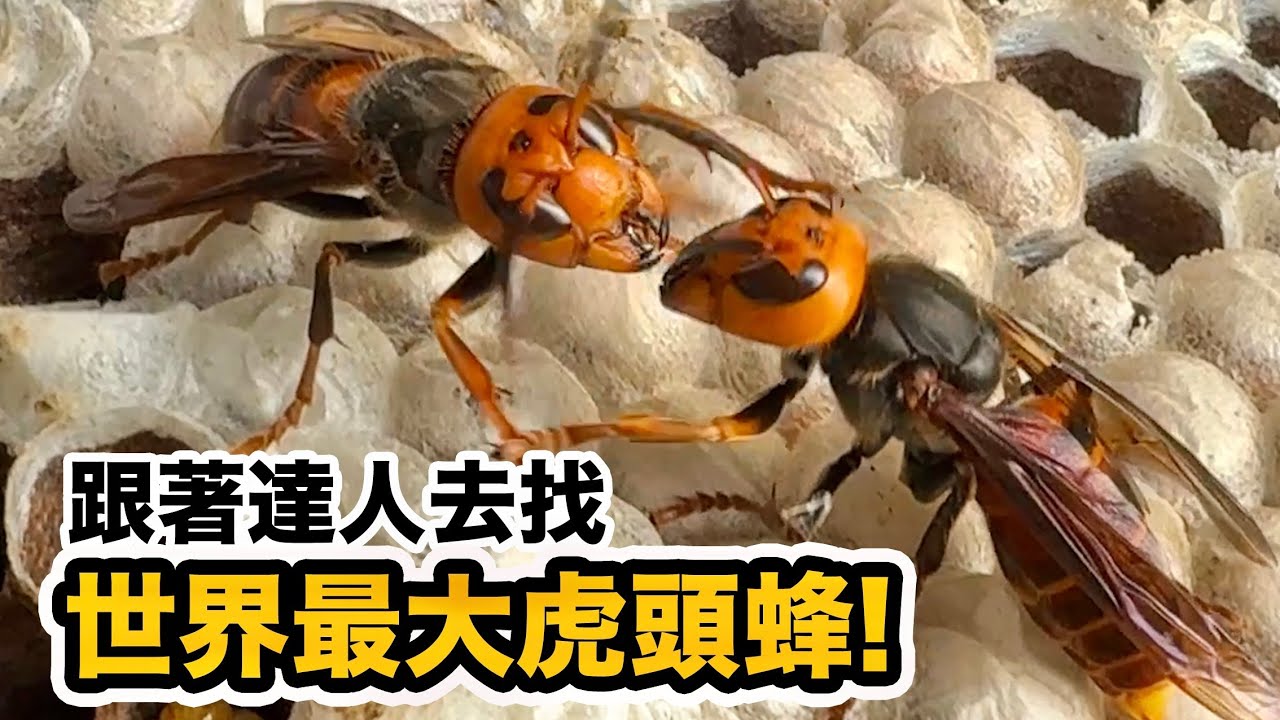 台灣有世界最大虎頭蜂!兇猛毒性強 世界最危險昆蟲!山中找尋隱密大虎頭蜂窩!