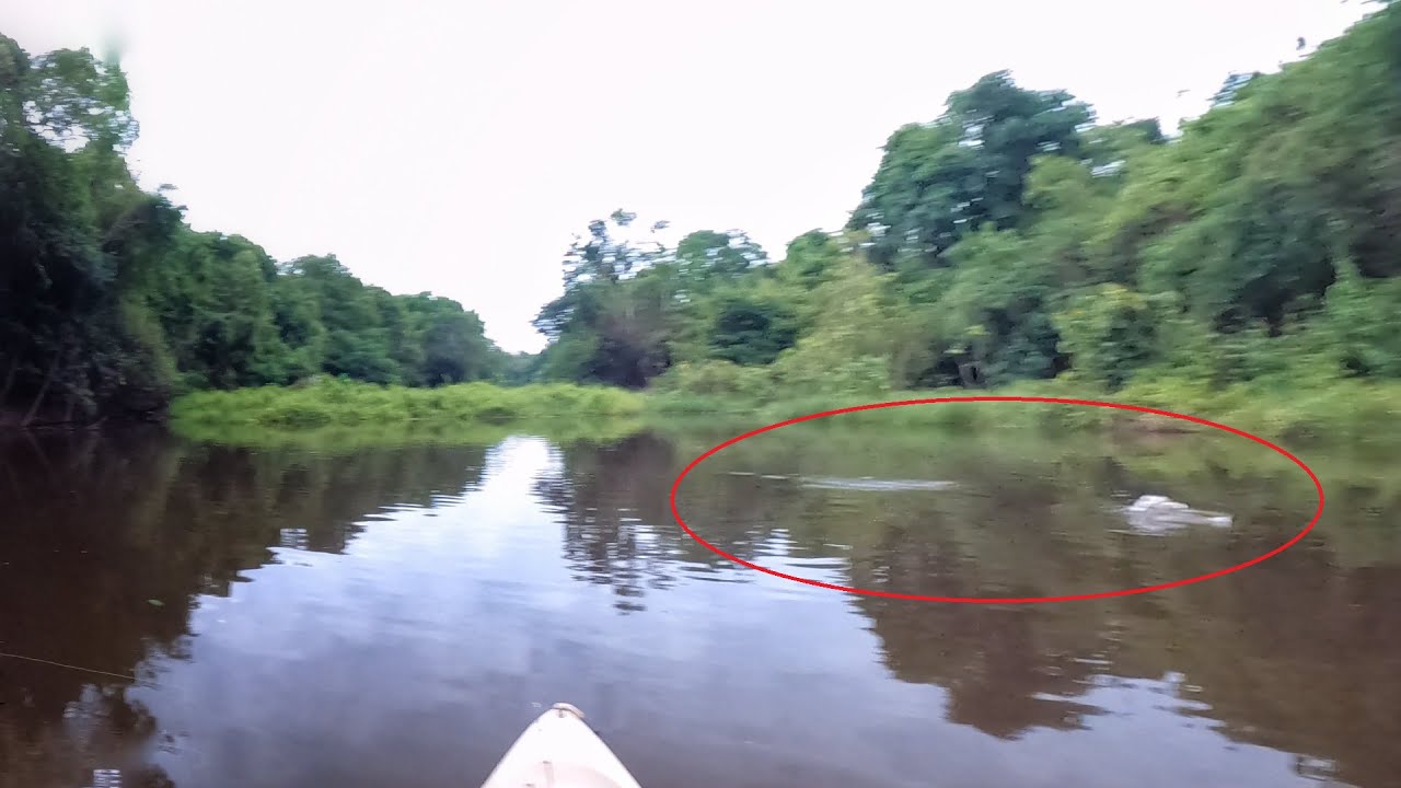 O PERIGO VEM NA SURDINA, QUANDO PERCEBI JÁ ESTAVA DO MEU LADO!!! Predador com 5 metros. Pescaria.