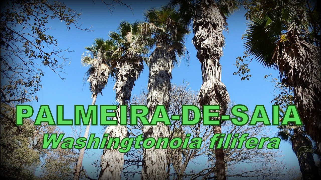PALMEIRA-DE-SAIA - Washingtonia filifera