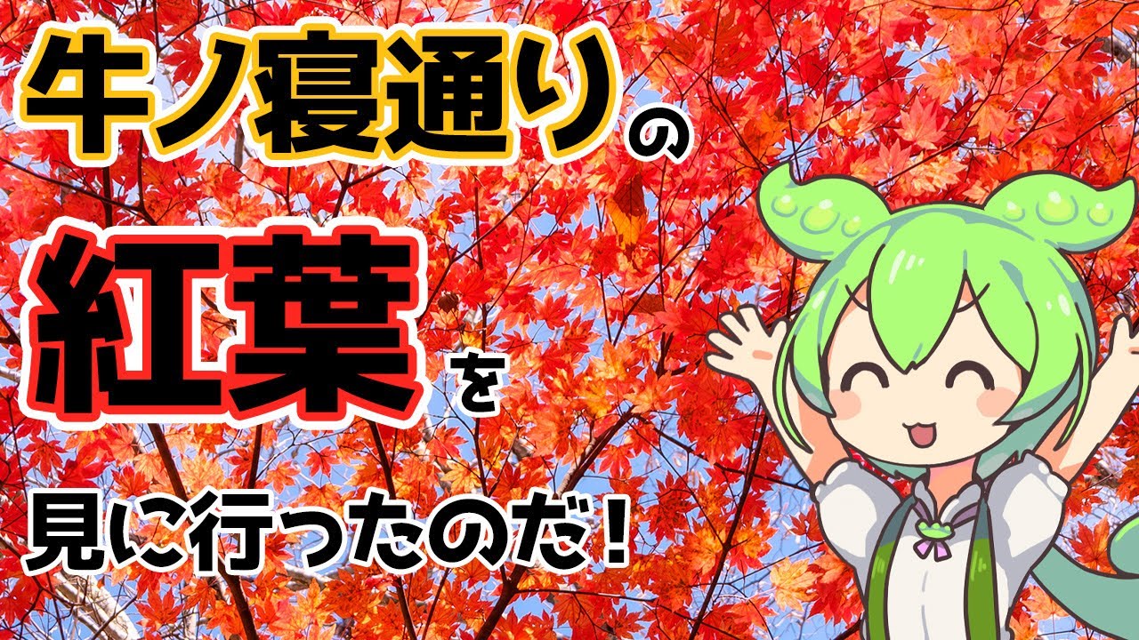 【ずんだもん】牛ノ寝通りの紅葉を見に行ったのだ！〔25/11/15〕