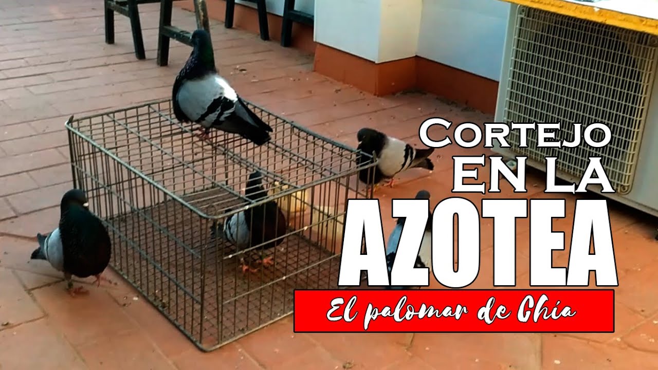 Cortejo en la azotea, arrullando a una paloma colillana #palomos #colillanos #Criadordepalomos