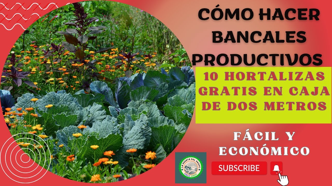 ¿CÓMO HACER BANCALES  PRODUCTIVOS? DIEZ HORTALIZAS EN CAJA DE CULTIVO DE 2 METROS, FÁCIL Y ECONÓMICO