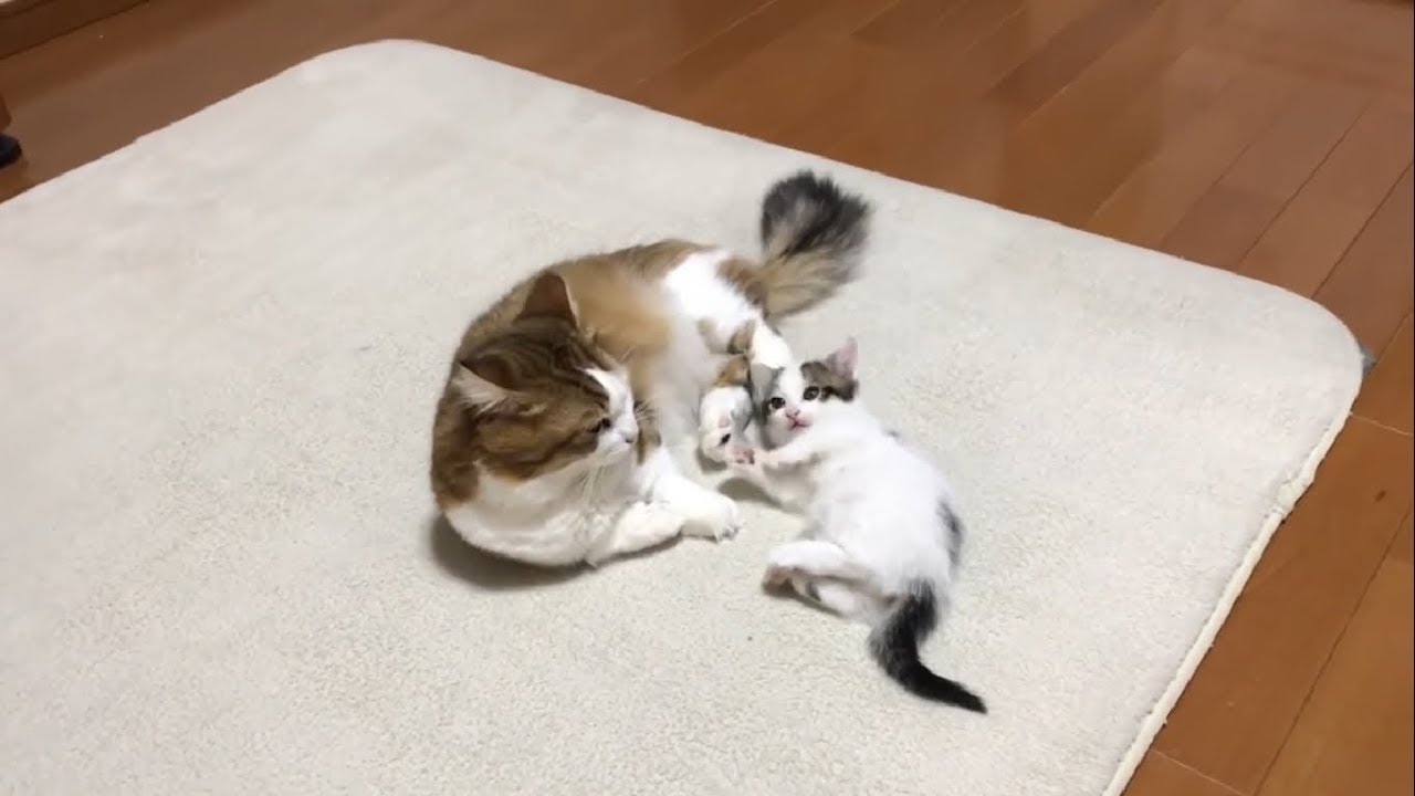 親子水入らずで寛ぐ子猫に癒される