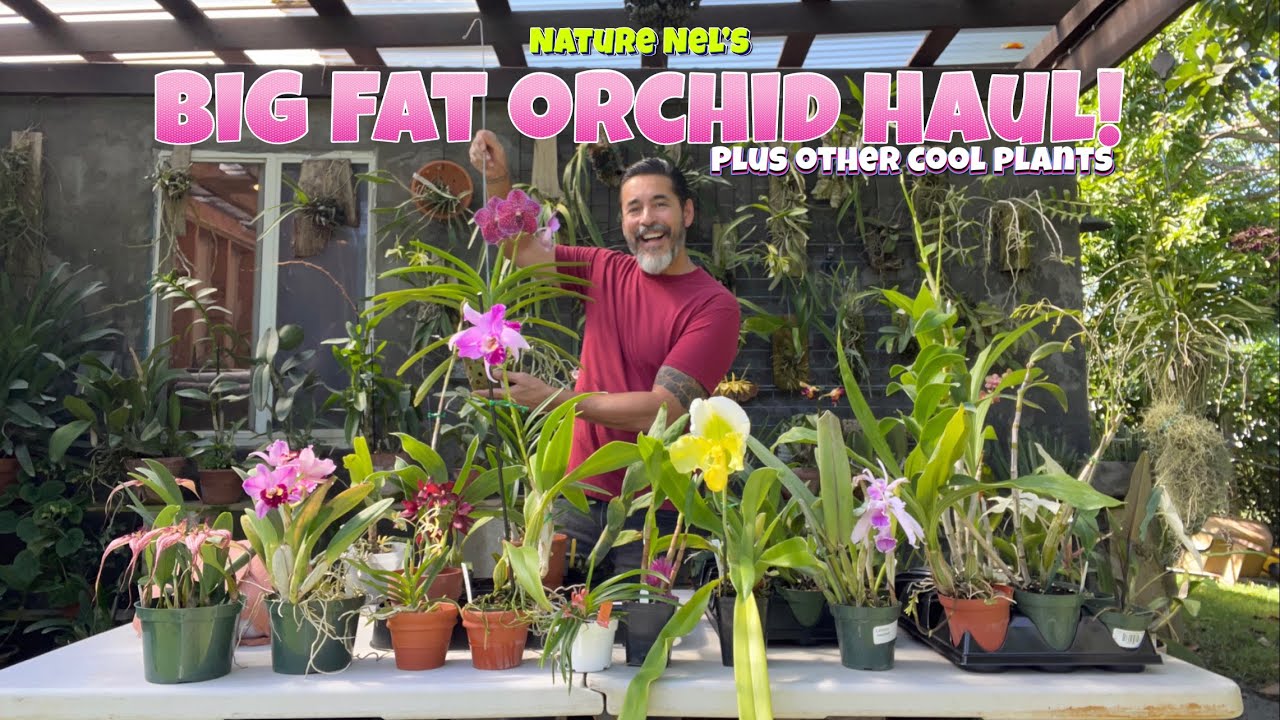 Incredible haul from my 4 days of orchid and plant overload. I brought back allot of great stuff! 🤩