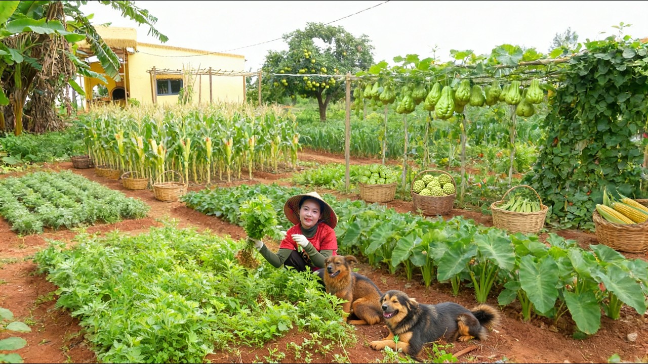 Harvest Mugwort To Make Cakesm Corn, Custard Apples, Chayote, And Okra And Sell At The Market