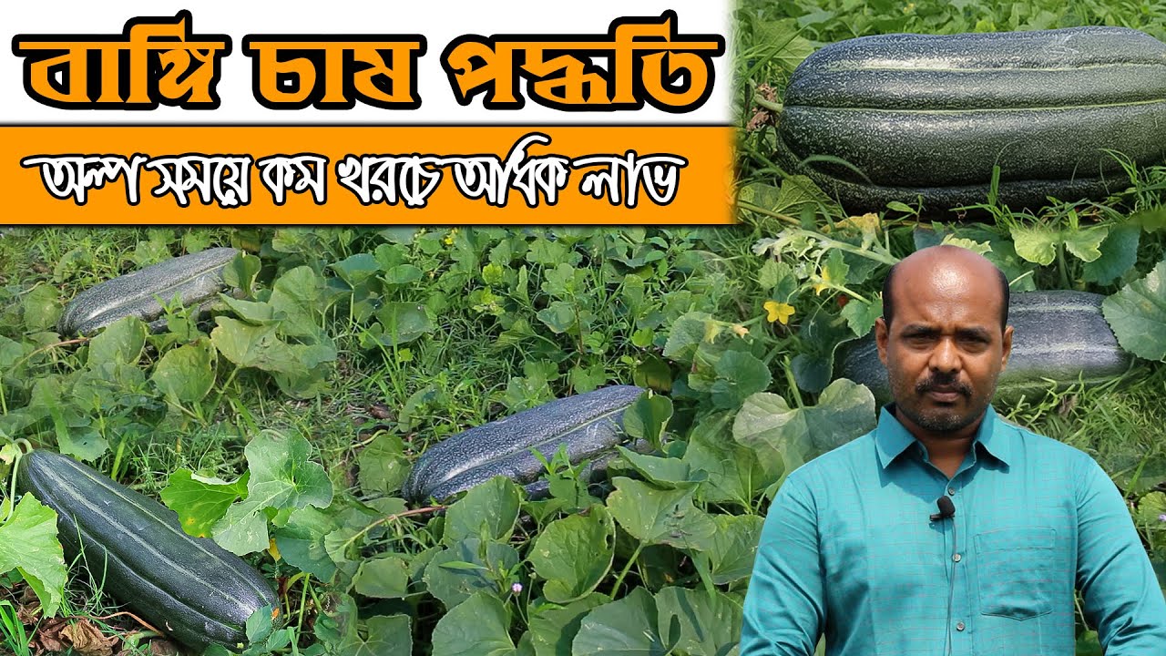 অল্প খরচে অধিক লাভ। জানুন বাঙ্গি চাষের সম্পূর্ন পদ্ধতি। Bangi Cultivation Method । কৃষক কৃষাণী।