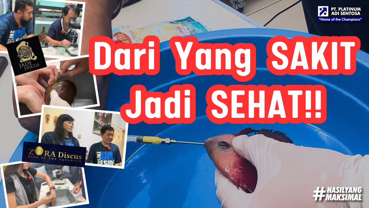 BEGINI CARA AMPUH PENANGANAN IKAN DISCUS DI ZORA DISCUS & JADE DISCUS DENGAN CZ AQUA PRODUCTS!!!