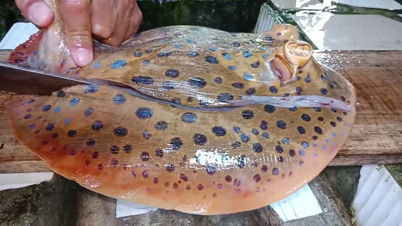 How to clean  Sambal fish or stingray