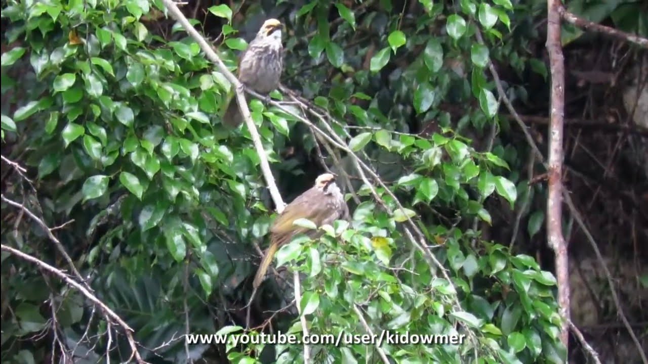 Bird Song: STRAW-HEADED BULBUL's melodious singing, Singapore