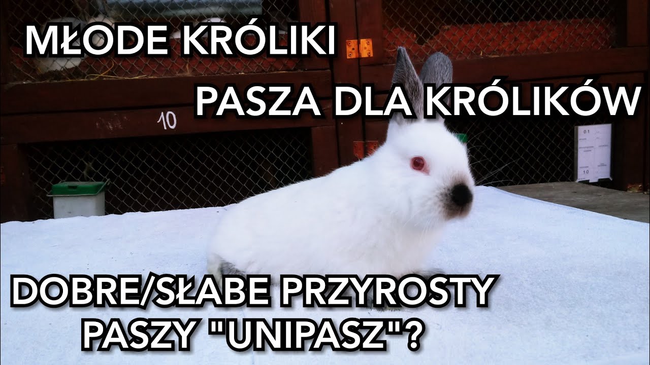 Młode Kalifornijskie - przyrosty? - opłacalna pasza 