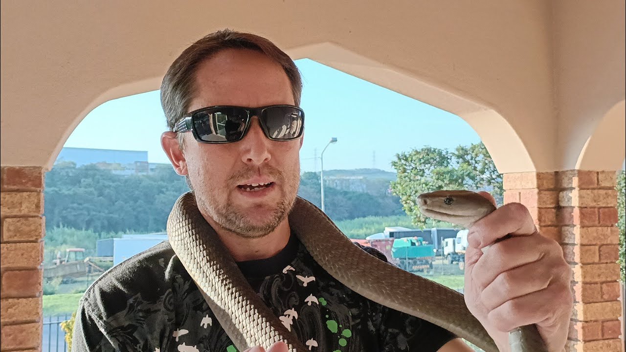 BLACK MAMBA CORNERED DURING HUMAN ENCOUNTER!
