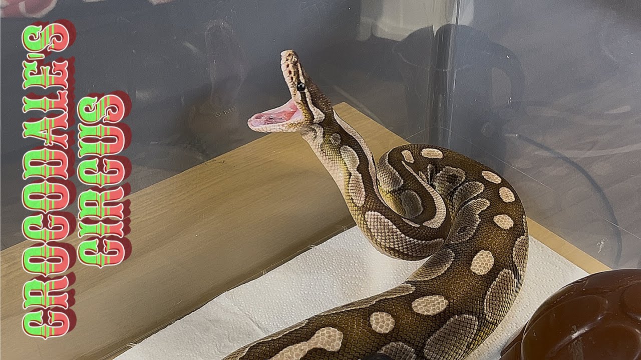MOCHI | Lesser Axanthic VPI Royal / Ball Python | 