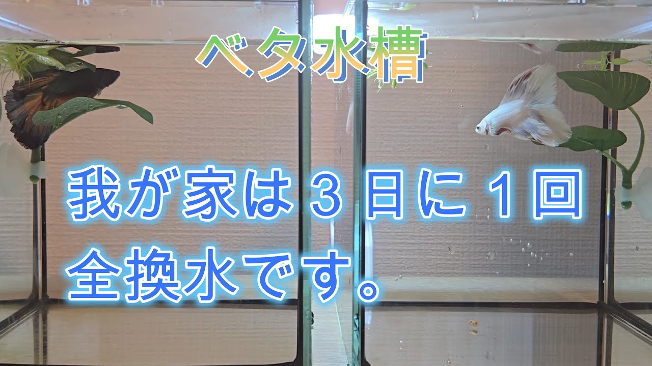 【ベタ水槽】我が家は３日に１回全換水です。ベタも大喜び。