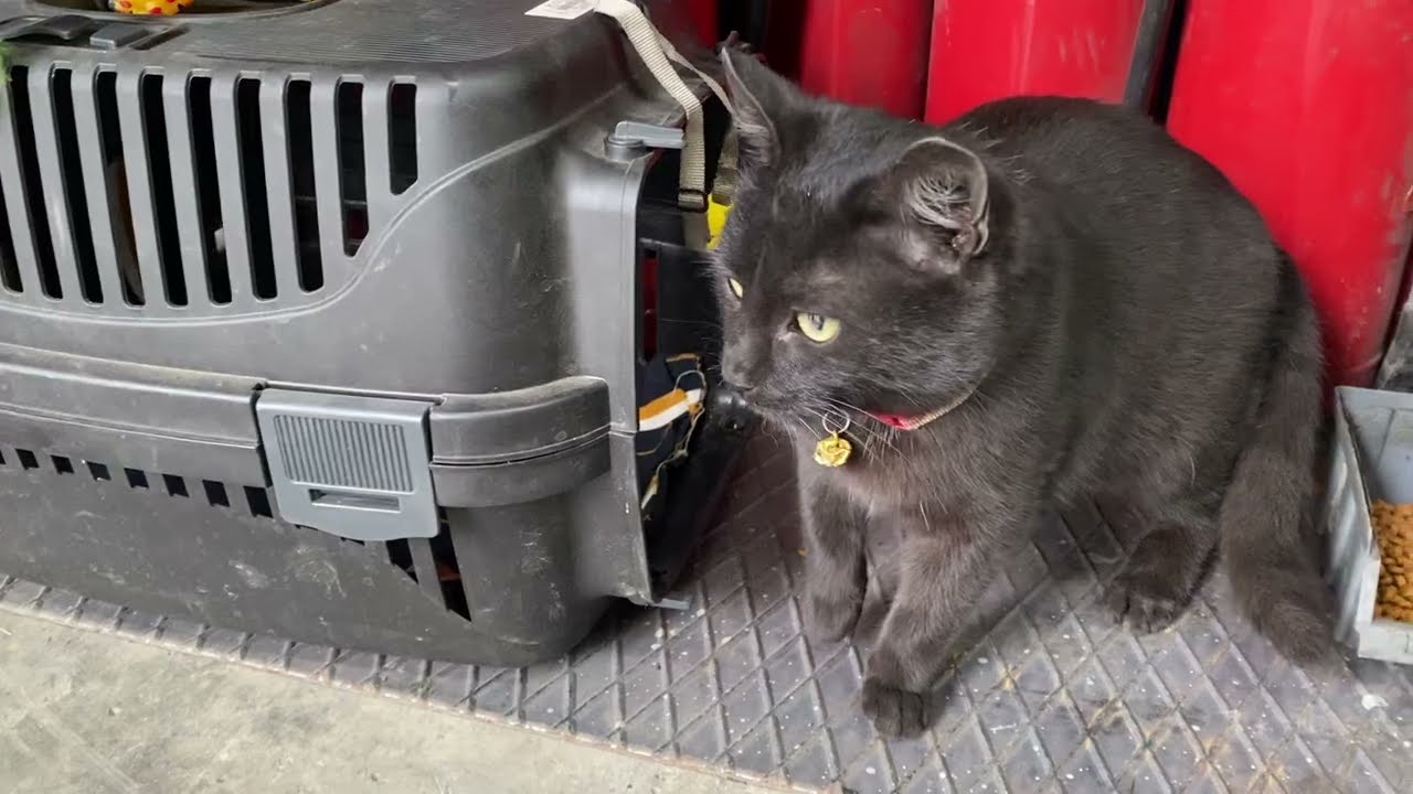 Kara kedi zeytin izleri takip ediyor.