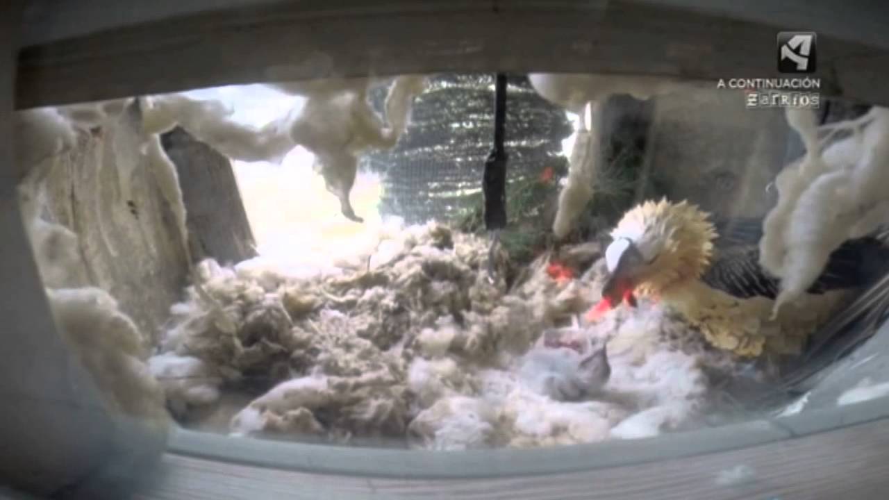 Audiovisual sobre el nacimiento de nuevos Quebrantahuesos en el CRIAH