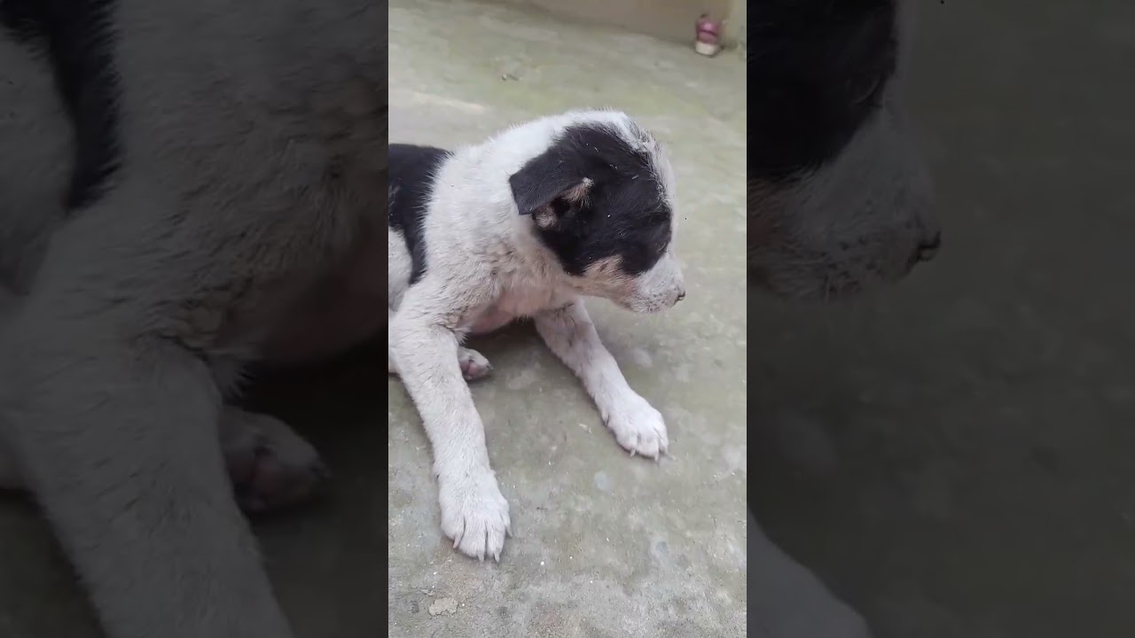 dog comedy video 
