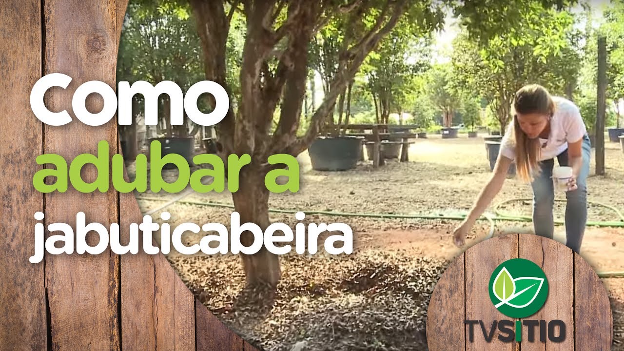 APRENDA A ADUBAR A JABUTICABEIRA