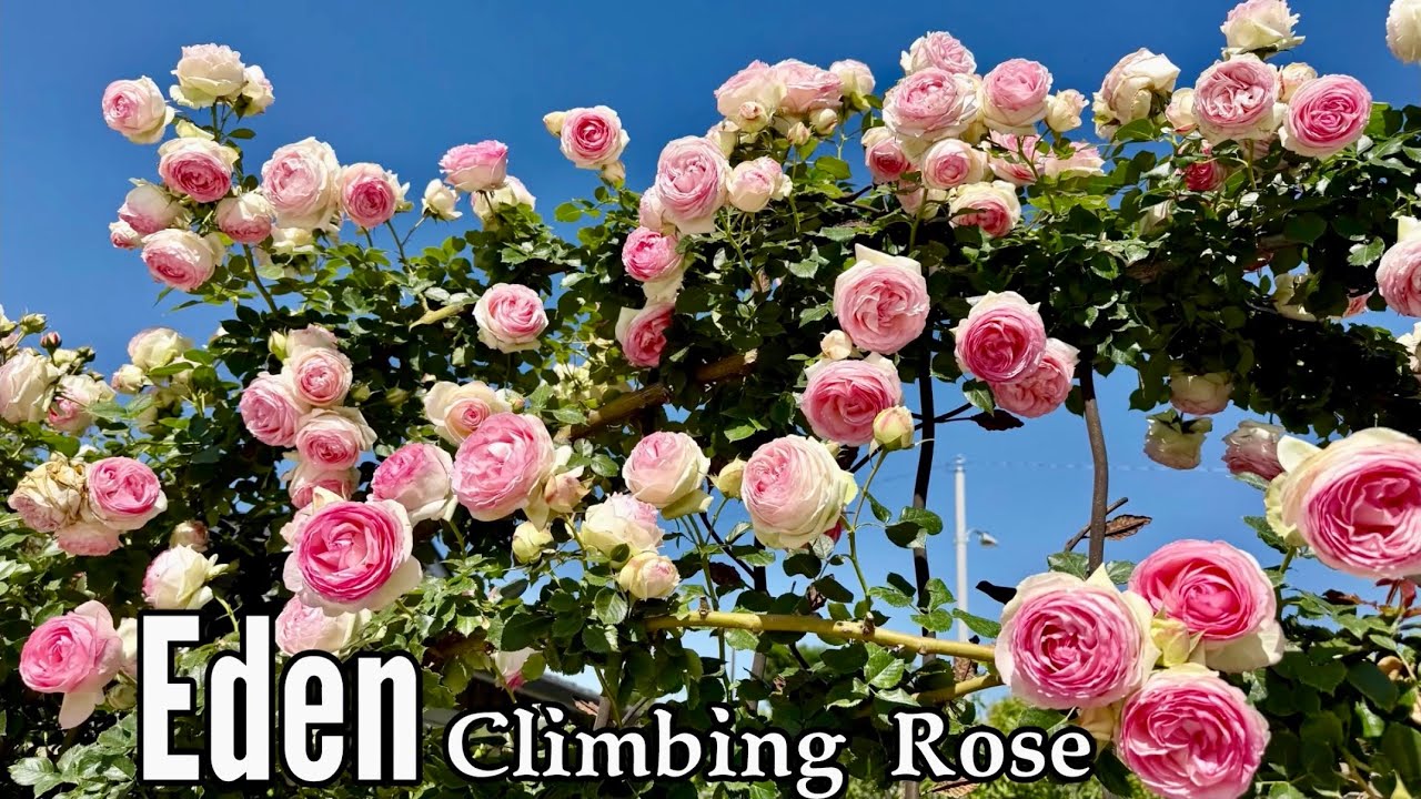 🔴Eden Climbing Rose ~ Romantic Rose