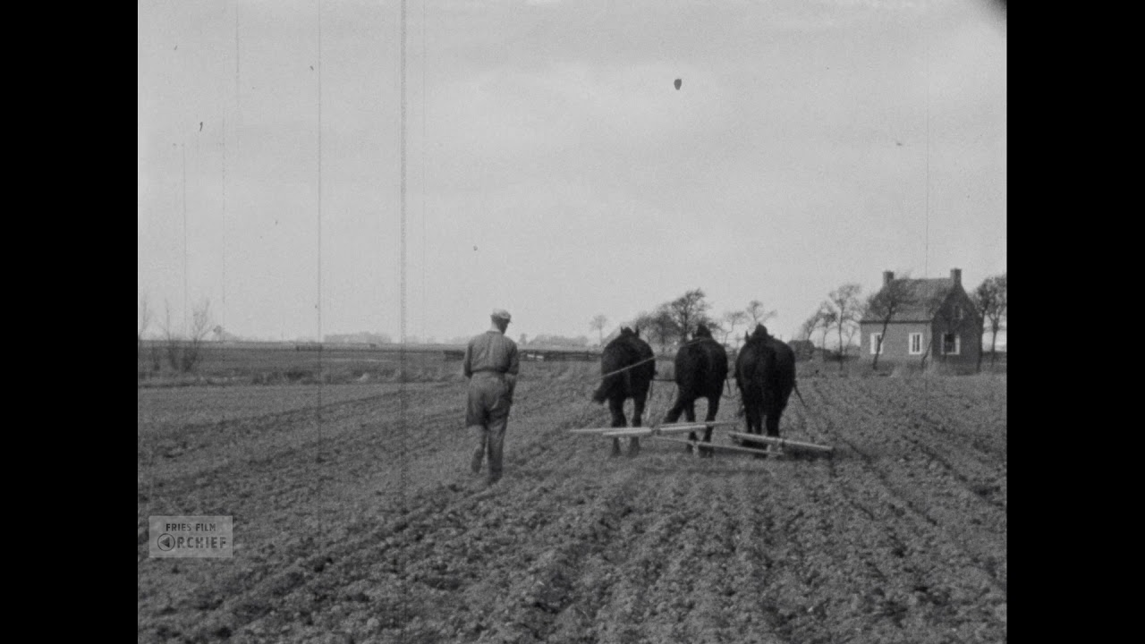 Het Friese Paard in de Akkerbouw, 1950-1955
