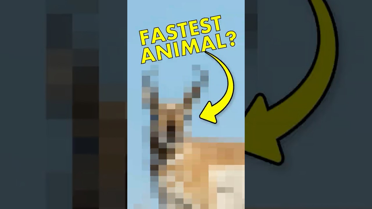 You&rsquo;re wrong about the world&rsquo;s fastest animal