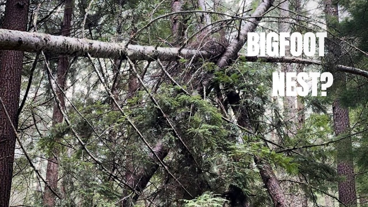 We Found a Possible Bigfoot Nest Deep in the Willamette National Forest