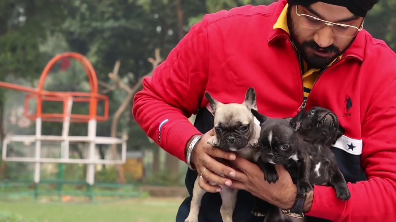 India’s Best French Bulldog Kennel || Puneet Chadha|| DE PASHA VP KENNELS || Scoobers