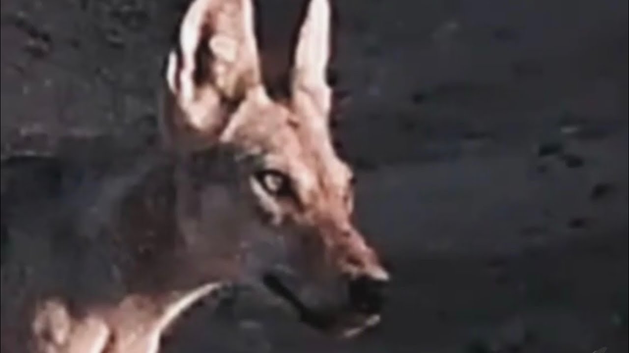 103- من قصص الذيابة قصة الجلاوي مع الشيب ذيب البل مع قصة ثانيه مضحكة