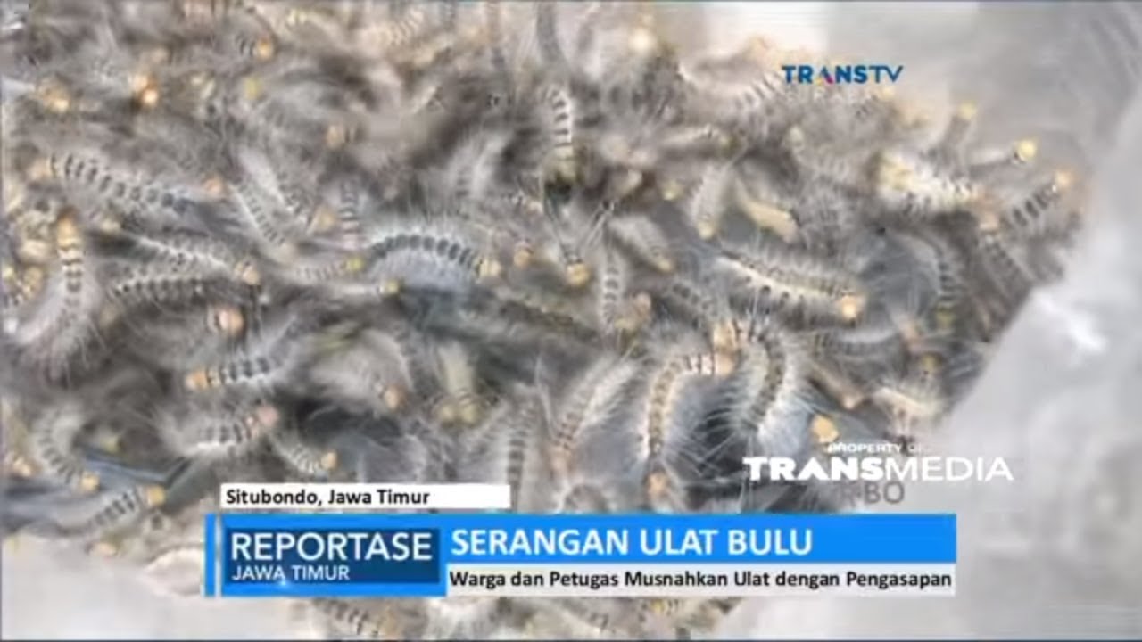 Geger! Kampung Ini Diserang Ribuan Ulat Bulu